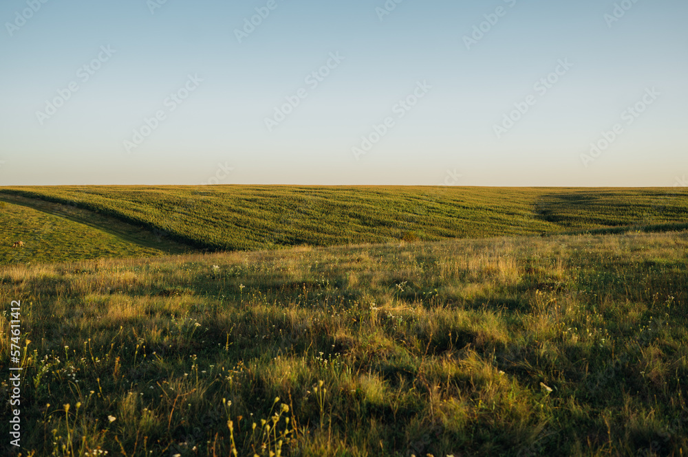 Photo of a field with mounds covered with grass at sunset with a blue sky. Background.