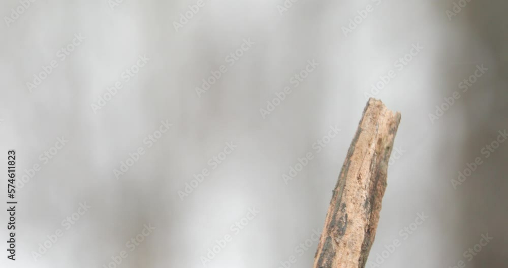 4k red bellied woodpecker on a snowy day 4k red bellied woodpecker on a snowy day