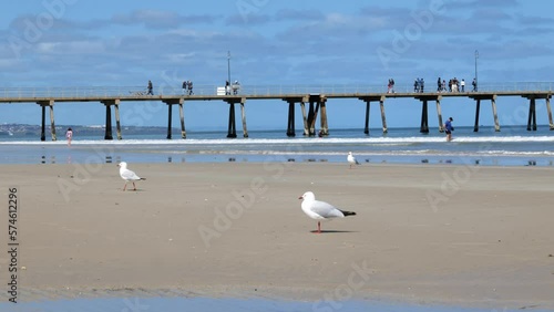 Seagull on Beach Glenelg Jetty Seagull by Sea Seagull on Sand photo