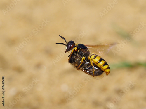 Bee killer wasp / beewolf (Philanthus triangulum) female in flight with paralysed Honeybee, Oxfordshire, England, UK, August  photo