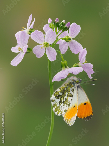 Orange Tip Butterfly (Anthocaris cardamines) on Cuckoo flower / Lady's smock (Cardamine pratensis), Hertfordshire, England, UK, April - Focus Stacked  photo
