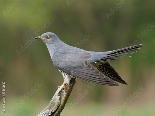 Cuckoo (Cuculus canorus) male perched on dead branch, Surrey, England, UK, May  photo