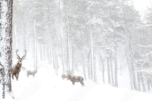 Red Deer Stags (Cervus elaphus) in the snow at forest edge. Scotland, March. 