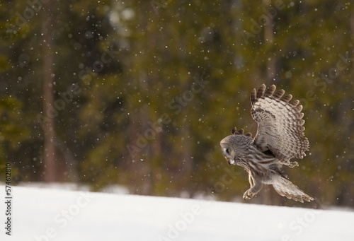 Great grey owl (Strix nebulosa) in flight about to land, Finland, April.   photo