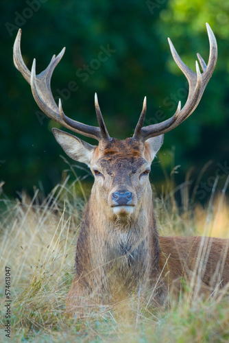 Red deer (Cervus elaphus) Richmond Park, London, England, UK.  photo