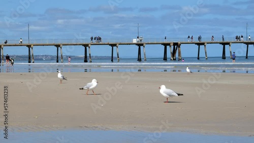 Seagull Walk on Beach by Jetty Seagull at Glenelg Beach Jetty photo