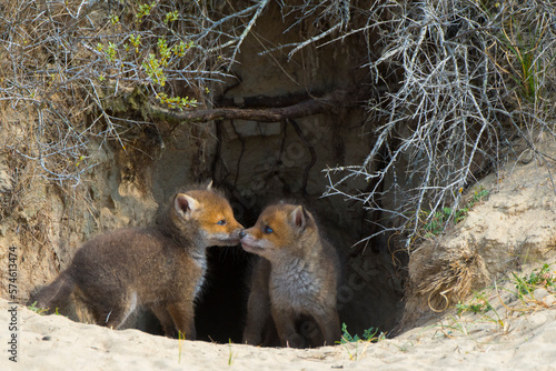 Red fox (Vulpes vulpes) cubs age five weeks in den, the Netherlands.  photo