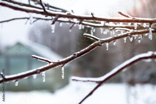 Icicles on icy branches  season of temperature changes.