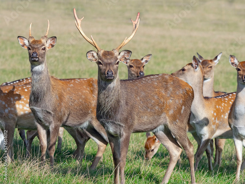 Formosan sika deer (Cervus nippon taiouanus) males with group of females. Captive.  photo