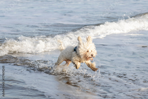 maltese bichon playing on the beach to jump © Patricia Sierra