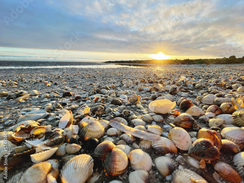 Sea shells on sand. sea waves on the golden sand at beach. Sunset on tropical island, ocean beach.