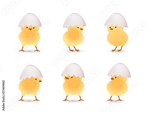 Chicks in upper part of white broken eggs set
