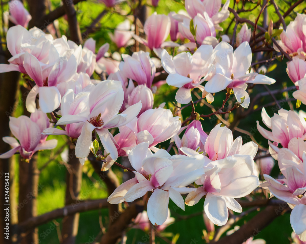 Obraz premium branches of magnolia in full blossom. spring nature background in the park