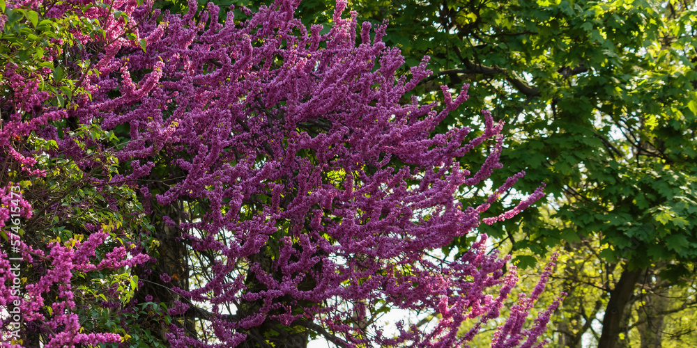 redbud tree in full blossom among green trees. city park nature background redbud tree in full blossom among green trees. city park nature background
