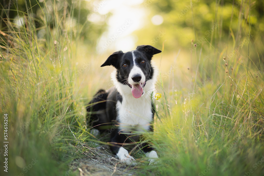 cute border collie puppy lying down on a path in tall green grass looking at the camera cute border collie puppy lying down on a path in tall green grass looking at the camera