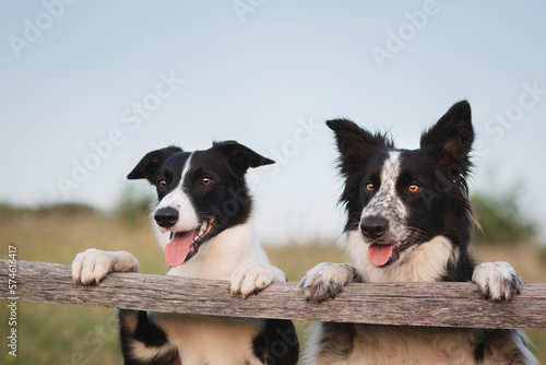 Photography two cute border collie dogs standing on a wooden fence on a field