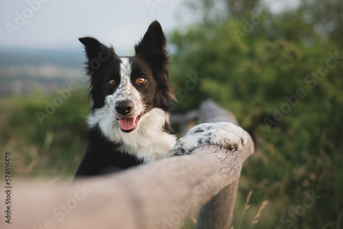 Print op canvas cute border collie dog standing on a wooden fence on a field