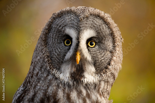 Great grey owl  Strix nebulosa   also known as Great gray owl