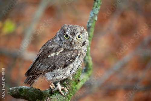 Screech owl. Typical owls (Strigidae) belonging to the genus Megascops