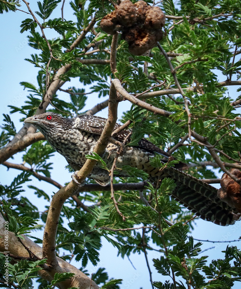 Obraz premium Red eyed female Asian Koel sitting on the branch...