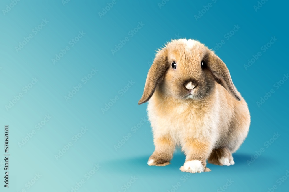 Cute small baby rabbit bunny on color background Cute small baby rabbit bunny on color background