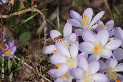 wild honey bee on purple crocus