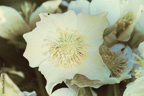 Helleborus niger, commonly known as Christmas rose or black hellebore. Closeup photo