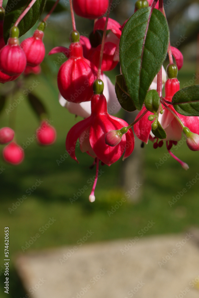 Obraz premium Spring, summer in nature, natural landscape. Blooming flowers in flowerpots. Pink fuchsia flowers Spring flowers in trees, colorful summer flowers