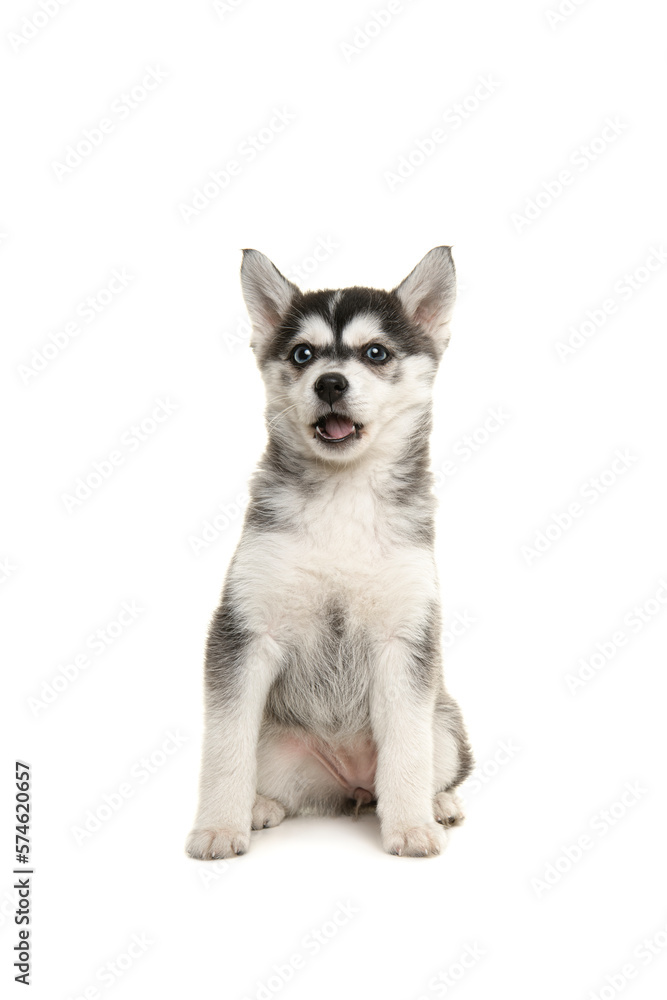 Cute pomsky puppy sitting solated on a white background with mouth open as if it is talking