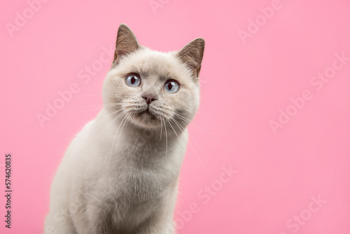 Foto Portrait of a pretty british shorthaired cat looking a little suprised of curiou