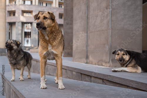 Three chipped stray homeless dogs on street of city photo