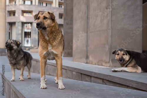 Photography Three chipped stray homeless dogs on street of city