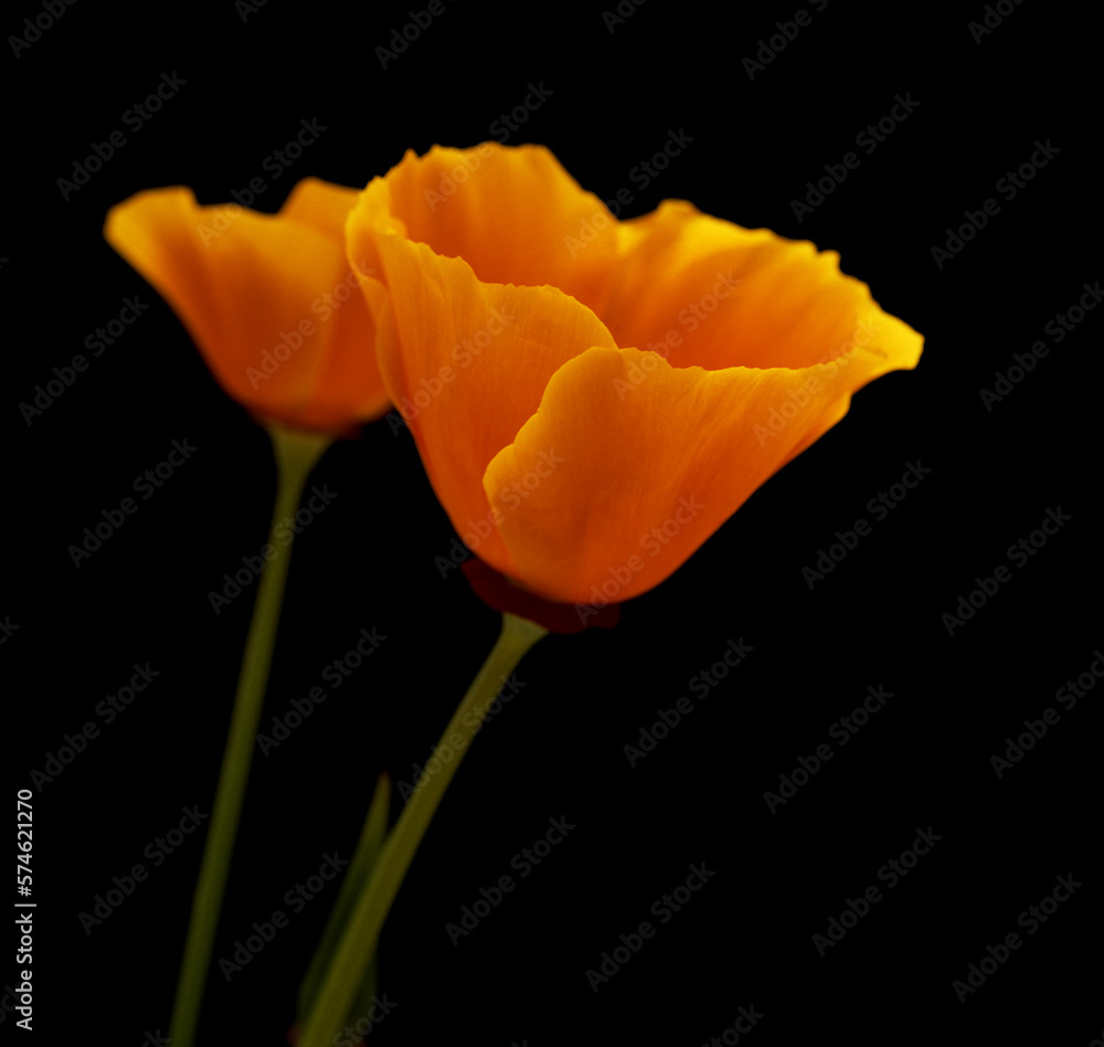 Flora of Gran Canaria - Eschscholzia californica, the California poppy, introduced and invasive species Flora of Gran Canaria - Eschscholzia californica, the California poppy, introduced and invasive species