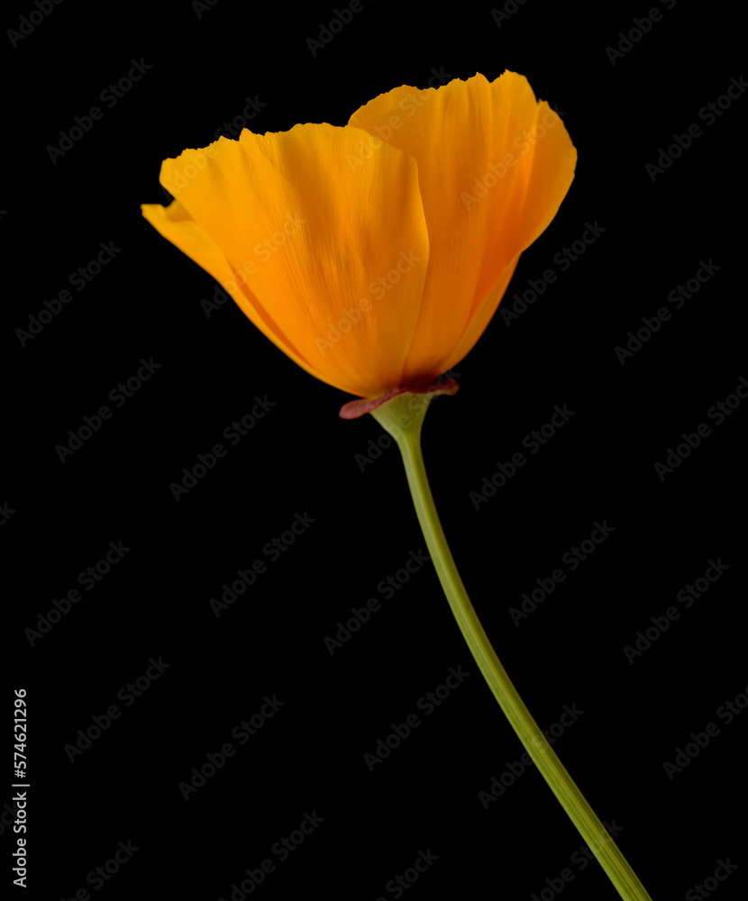 Fototapeta premium Flora of Gran Canaria - Eschscholzia californica, the California poppy, introduced and invasive species