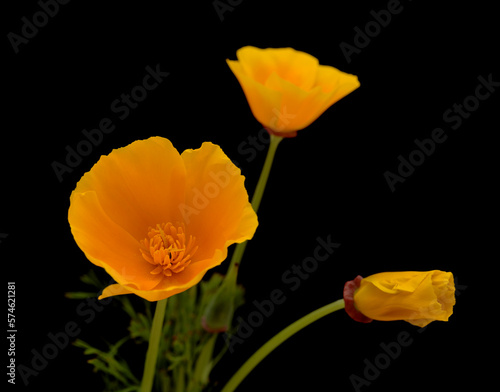 Flora of Gran Canaria -  Eschscholzia californica  the California poppy  introduced and invasive species