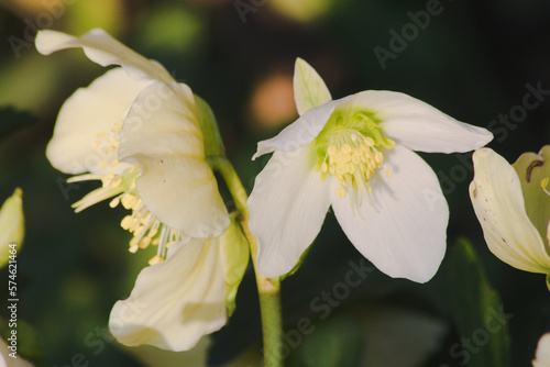 Helleborus niger, commonly known as Christmas rose or black hellebore. photo