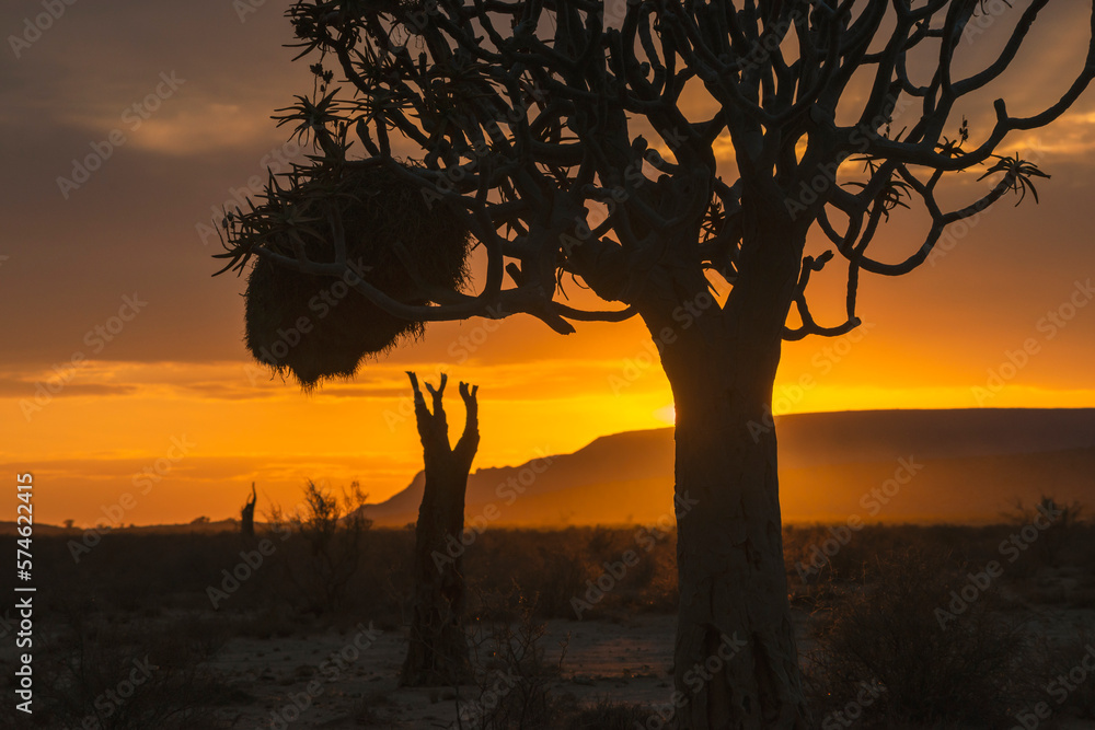 desert trees sunrise