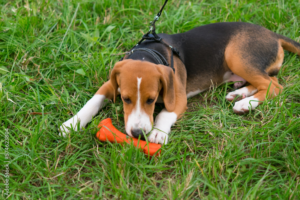 close-up of a dog, a beagle on the lawn, playing with its bone