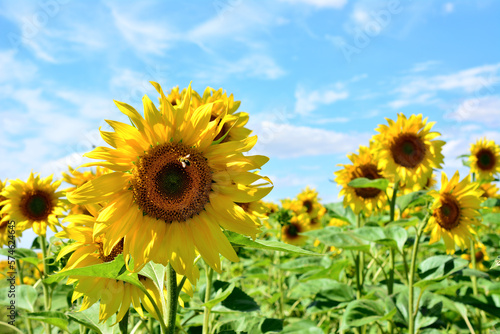 sunflower field with flower head of sunflower and honey bee in sunny day with blue sky