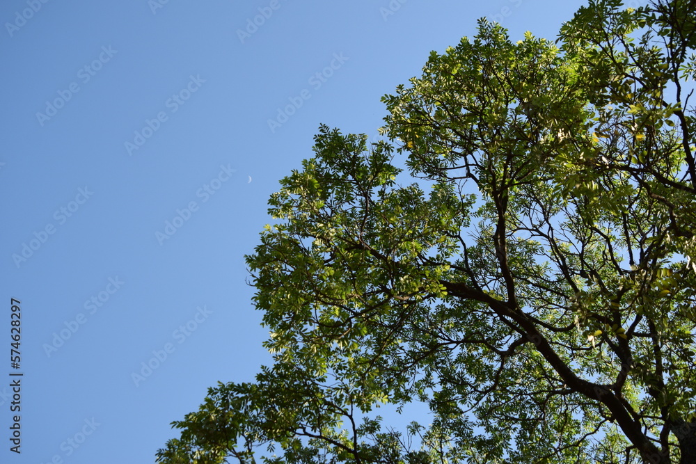 green tree with blue sky background and crescent moon green tree with blue sky background and crescent moon