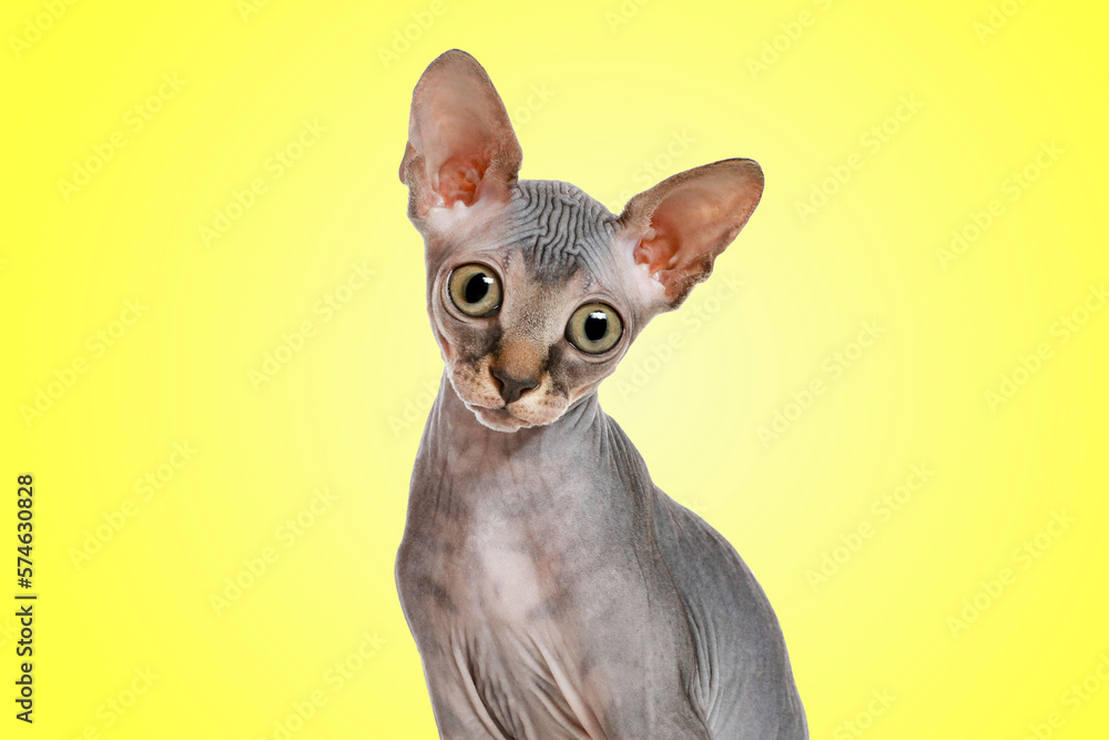 Cute surprised Sphynx cat with big eyes on yellow background