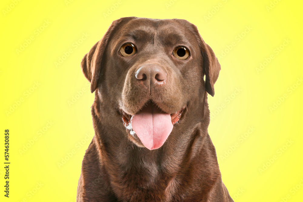 Cute surprised Chocolate labrador retriever dog with big eyes on yellow background