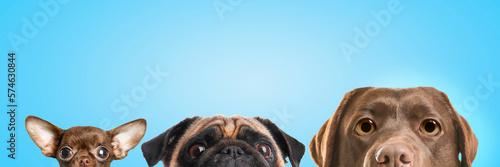 Canvas Print Cute surprised animals on light blue background, banner design