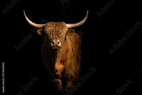 highland cow with horns, landscape format and isolated background photo