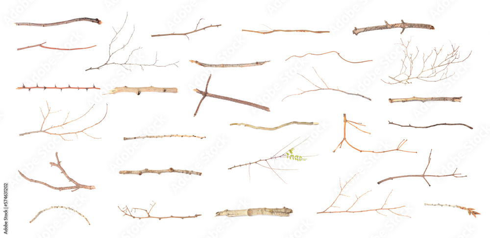 Set of different dry tree branches on white background Set of different dry tree branches on white background