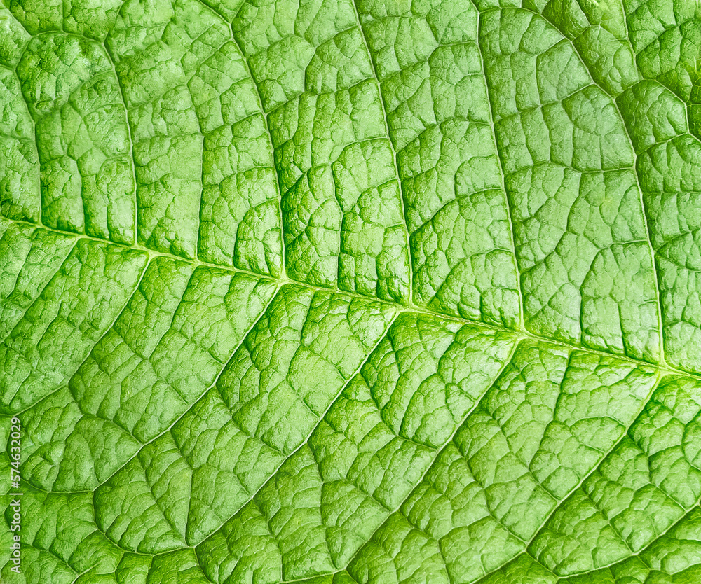 Natural background. The green leaf of the plant. Close-up. Macro background. View from above. Spring background. Space for text. Copy space Natural background. The green leaf of the plant. Close-up. Macro background. View from above. Spring background. Space for text. Copy space