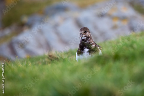 Turnstone (Arenaria interpres) on grass by the sea. Selective focus on bird