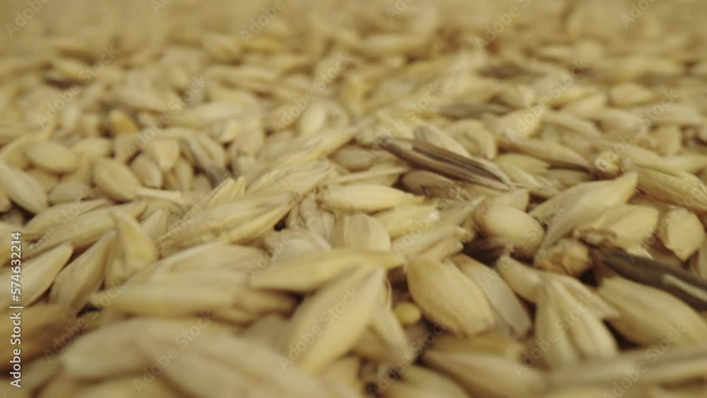 Base Product: Barley/Concept: the grain deal. Wheat is poured into a heap Base Product: Barley/Concept: the grain deal. Wheat is poured into a heap