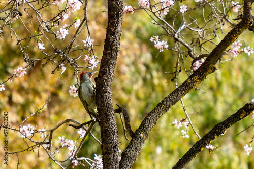Iberian woodpecker (Picus sharpei). Quinta de los Molinos. Flower. Spring. Community of Madrid park at the time of the flowering of almond and cherry trees in the streets of Madrid, in Spain. 2023. © Fernando Astasio