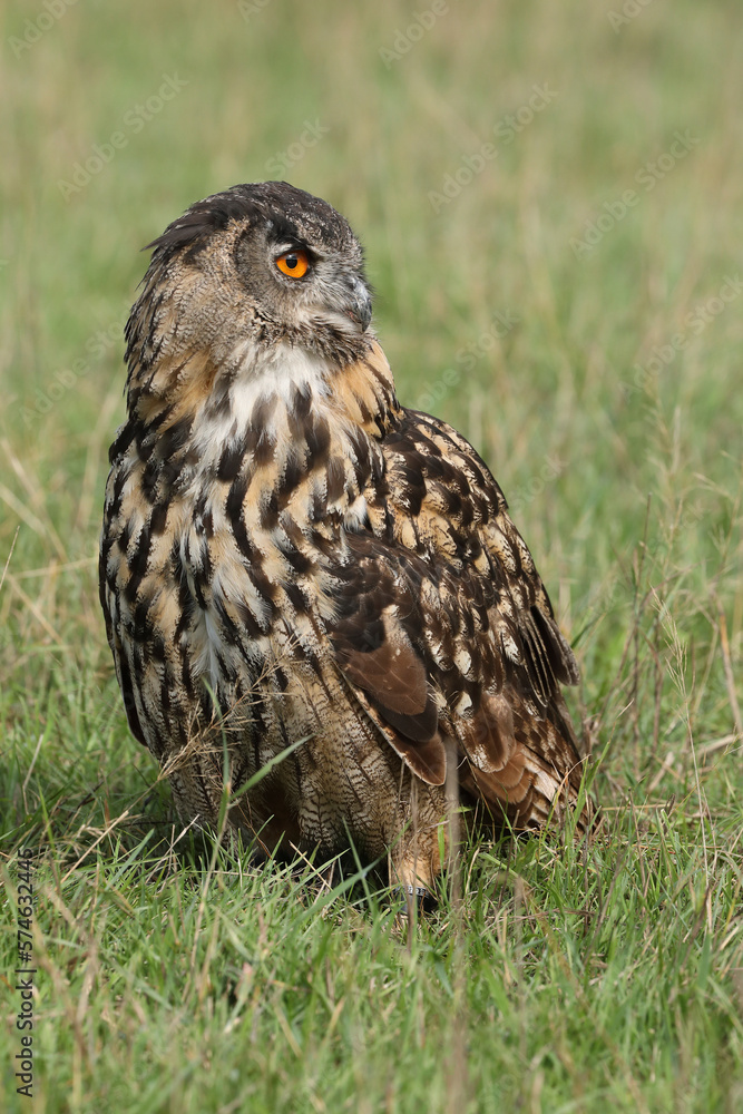 A portrait of an adult Eurasian Eagle Owl resting in a meadow
A portrait of an adult Eurasian Eagle Owl resting in a meadow